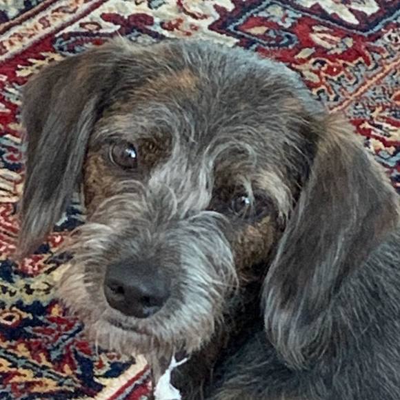 Meet your Posher, Rita - Picture 1 of 1